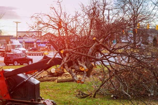 How Our Tree Care Process Works  in  Tilden, NE