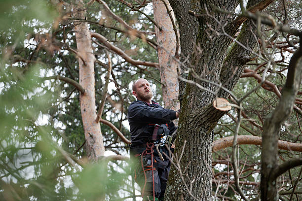 Tilden, NE Tree Care Company